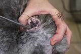 CANICHE - EPILATION OREILLE 005